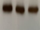 Nice EGFR Antibody