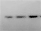 Great PI3 Kinase Antibody