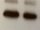 Phospho-PI3 Kinase p85 Antibody Works Well