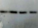 Great Pan Akt Antibody