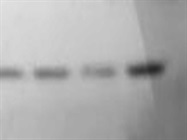 Nice Phospho Akt Antibody