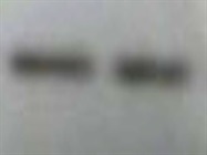Great p27 Antibody