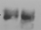 Great CD11b Antibody