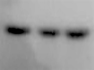 COX IV (3E11) Rabbit mAb (HRP Conjugate) for Western Blot