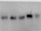 Phospho-MLKL (Ser358) Antibody for Western Blot