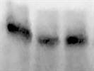 Nice Caspase 3 Antibody