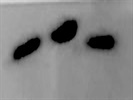 Caspase-8 Antibody for Western Blot