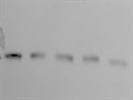 Nice Antibody for Western Blot