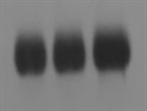 Great Histone H3 (D1H2) for Western Blot