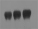 Great Antibody for Western Blot
