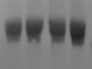 Great Western Blot Antibody