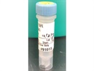 P-MAPK for Western Blot