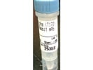 P-AMPK for Western Blot