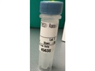 P-MYPT1 for Western Blot