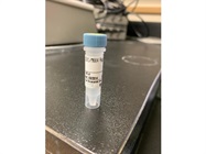 Measuring MKK4 Expression