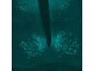Mouse Anti-Nkx2.2 Antibody for Immunofluorescence