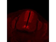 Mouse Anti-Pax7 Antibody for Immunofluorescence