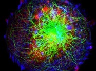 Live cells for your ICC and flow