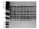 Anti-phosph p38 MAPK for Western Blot