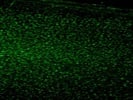 Immunostaining for Layer II/III marker in Brain Neocortex
