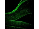 Immunostaining for Frozen Sections