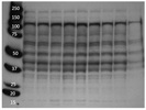 Phospho Erk1/2 for Western Blot