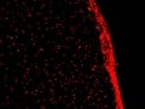 Immunostaining with Sox2 Antibody