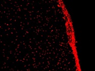 Immunostaining with Sox2 Antibody