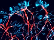 Blocking peptides: trust your primaries