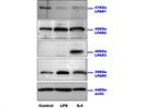 Expression of LPAR2 in Microglia Cells