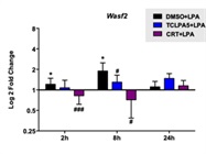 Expression of Wasf2 in Primary Microglia