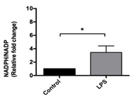 Detection of NADPH/NADP Ratio in BV2 Microglia Cells