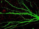 Determining the Inhibitory Synapses Using Anti-Gephyrin Antibody