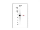 P53 Antibody HEK293 Cells