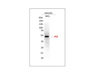 P53 Antibody HEK293 Cells