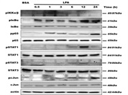 Detection of IKK Activation