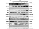 Great for STAT3 Activation Analysis