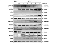 Great for STAT3 Activation Analysis