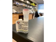Measuring -KCNQ4 expression