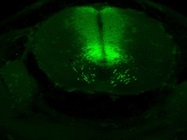 Rabbit Anti-Pax6 Antibody for Immunofluorescence