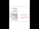 PARP Antibody from CST
