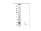 P21 from CST, A Good Antibody