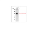 Caspase-3 Antibody from (CST)