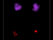 Whats New in Flow Cytometry?