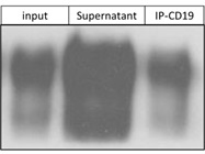 Immunoprecipitation with Biotin Anti-Mouse CD19 Antibody