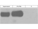 Biotin Anti-Mouse CD127 (IL-7Ra) Antibody