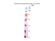 Prestained Protein Ladder, 10 to 180 kDa