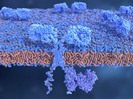 Unleashing Immunity Against Cancer