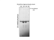 Glutathion-Agarose 4B for Protein Purification