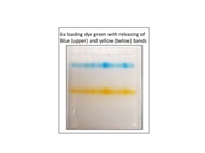 6x Orange DNA Loading Dye for DNA Electrophoresis